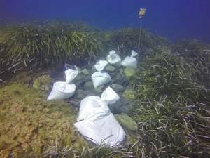 El Life+Posidonia Andalucía ensaya la erradicación por sombreado de un foco del alga invasora Caulerpa cylindracea en Los Escullos