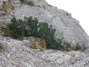 Medio Ambiente elige la ‘Rhamnus alpina L’ como planta del mes en el Jardín Botánico ‘Umbría de la Virgen’