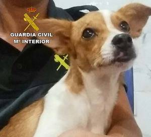 La Guardia Civil imputa a una persona tras abandonar a su perro en un parque de El Ejido