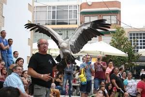 La exhibición de aves rapaces sorprende a los más pequeños en las fiestas de Roquetas