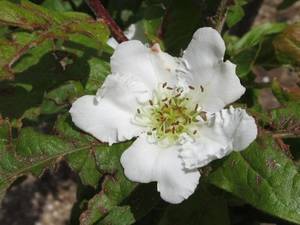 Medio Ambiente elige al “Nispolero o Níspero europeo’’ como planta del mes de noviembre en el Jardín Botánico ‘Umbría de la Virgen’