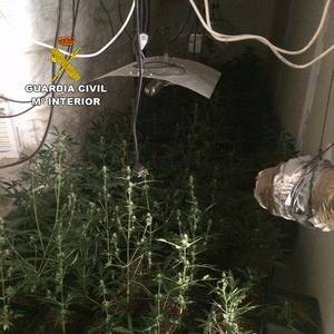 Localizada una plantación de marihuana en una cueva de Alhabia