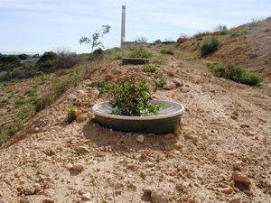 El 96% de las especies reforestadas en la escombrera de Endesa en Carboneras arraiga con éxito