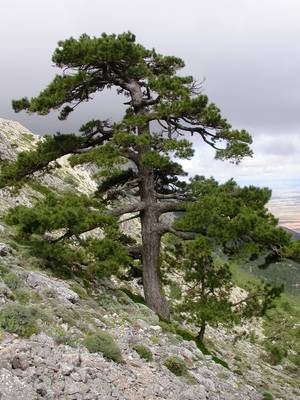 Medio Ambiente elige al pino laricio como planta del mes de diciembre en el Jardín Botánico ‘Umbría de la Virgen’