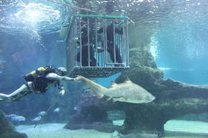 Inmersiones entre tiburones para personas sin experiencia submarina en el Aquarium