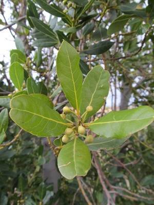 Medio Ambiente elige al ‘laurel’ como planta del mes de febrero en el Jardín Botánico ‘Umbría de la Virgen’