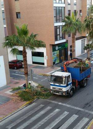 El Ayuntamiento de Adra trabaja en un plan de poda de palmeras