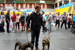 Más de medio millar de perros de distintos puntos de España y Europa se dan cita este fin de semana en el gran encuentro internacional canino de El Ejido