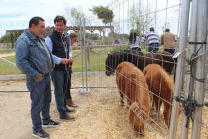 Finaliza con gran éxito la IV Feria del Ganado con la exhibición de más de medio centenar de distintas especies