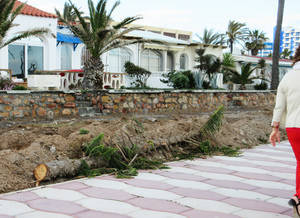 IU Roquetas alerta de la tala de árboles en la construcción del Carril Bici de Playa Serena