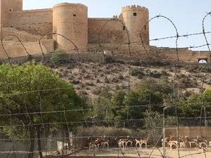 EZZA de Almería cede a la reserva del Castillo de las Guardas 12 ejemplares de antílope Mohor y seis de gacela de Cuvier