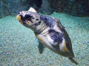 La tortuga Juan cumple su primer año en el Aquarium con una notable mejora