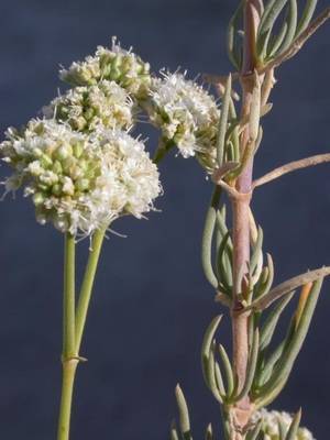 ‘Jabonera’ es la planta del mes en el Jardín Botánico ‘Umbría de la Virgen’ de Los Vélez