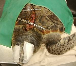 Una tortuga marina herida gravemente en Almería es trasladada en avión al Centro de Recuperación de Fauna Silvestre de Tafira