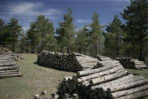 Medio Ambiente licita 3 lotes de madera en pie en la Sierra de Filabres