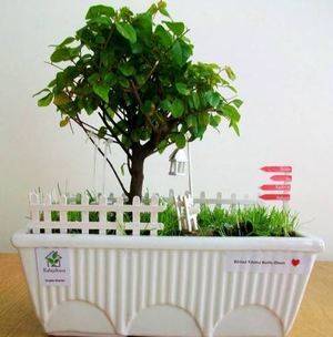 Lo que hace grande a un bonsai