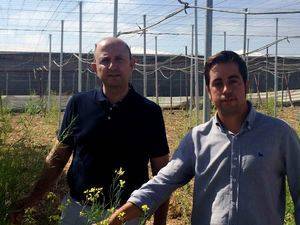 El Ejido suma un 2% de hectáreas a la técnica del ‘abonado en verde’ para gestionar los restos vegetales