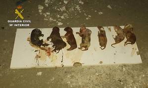 Se descubren 7 cachorros muertos en el interior de un contenedor de basura en Senés