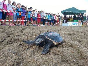 Liberadas 13 tortugas bobas en San Juan de los Terreros