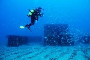 Los arrecifes artificiales de Cabo de Gata protegen a 72 especies marinas