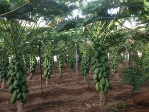 Papaya de invernadero en Almería