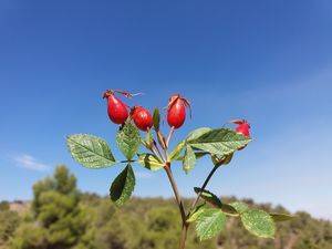 “Rosa agrestis Savi” es la planta del mes de noviembre en el Jardín Botánico ‘Umbría de la Virgen’