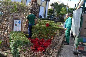 Vícar decora sus bulevares y zonas verdesde cara a la Navidad, con 1.600 pascueros