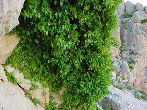 Medio Ambiente elige la Hiedra (Hedera helix ) como planta del mes de febrero en el Jardín Botánico ‘Umbría de la Virgen’