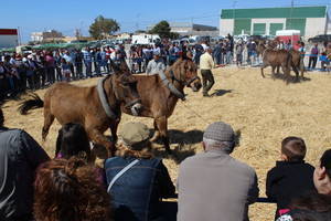 Espectacular Feria del Ganado en El Ejido