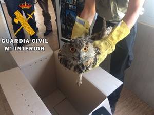 La Guardia Civil recupera y entrega a Medio Ambiente un Búho Real herido