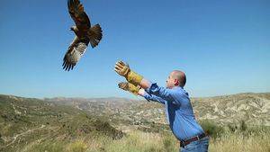 Medio Ambiente libera un águila culebrera y un águila calzada tras recuperarse de sus lesiones