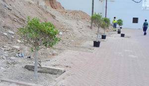 Más árboles en el Bulevar de Poniente de Adra