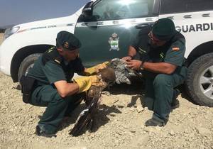 La Guardia Civil de Vera recupera un ejemplar de águila culebrera impedida para el vuelo