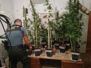 Detenida una persona por tener una plantación de marihuana en su casa de Huércal Overa