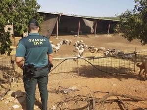 Detenido uno de los cuatro ladrones que robaron unas cabras en Abla