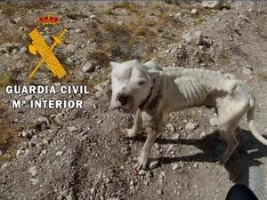 Guardia Civil auxilia a un“Dogo Argentino” encontrado en Chirivel