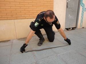 La Policía captura una culebra en el garaje de un edificio de viviendas en la capital