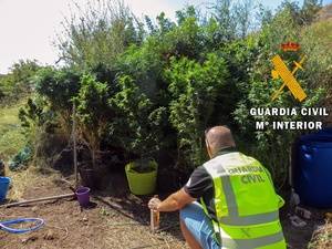 Guardia Civil localiza una plantación de marihuana en un cortijo de Mojácar