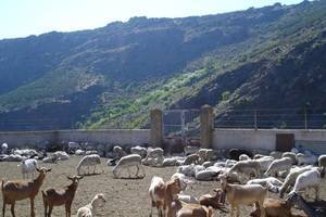 A licitación 27 zonas de pastoreo en montes de Almería