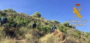 Plantación de marihuana en mitad de un barranco de Enix