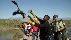 Medio Ambiente libera un ejemplar de cigüeña y otro de aguilucho lagunero en la Reserva Natural Punta Entinas-Sabinar