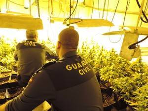 Intervenidas 370 plantas de marihuana en Abla