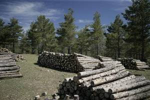 A licitación cinco lotes de madera y biomasa en montes públicos de Filabres y Los Vélez