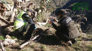 Agentes de Medio Ambiente encuentran cuatro jabalíes muertos atrapados por lazos