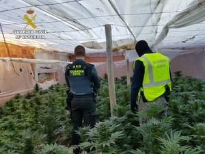 Intervenidas 855 plantas de marihuana en dos plantaciones de El Ejido