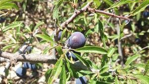 Medio Ambiente elige el ‘Endrino’ como planta de marzo en el Jardín Botánico ‘Umbría de la Virgen’