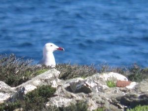 Aumenta la población de gaviota de Audouin en la Isla de Alborán