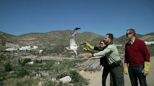 Un águila culebrera vuelve a volar por el valle de Huebro