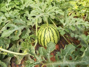 Campaña ‘No cortes en verde’ para la comercialización de melón y sandía