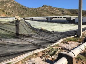 Las primeras estimaciones de daños por el granizo de ayer cifran en 15 las hectáreas afectadas en La Mojonera